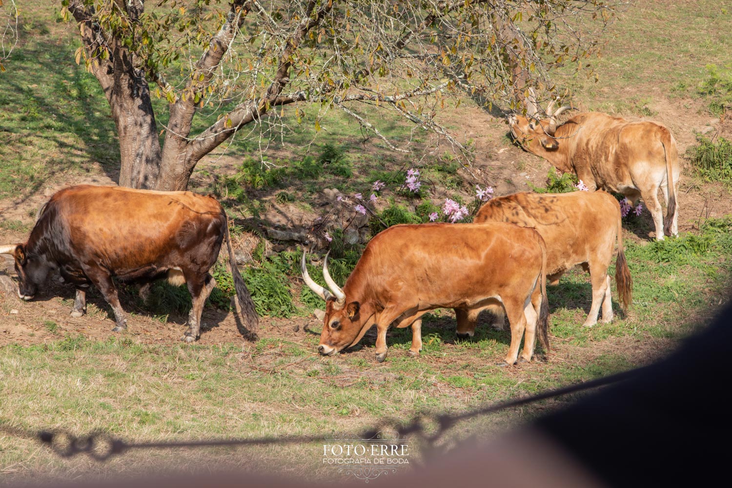 Boda-Pazo-San-Tirso00039